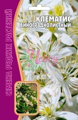 Цветы Клематис Виноградолистный (7 шт) ЭКЗОТИКА