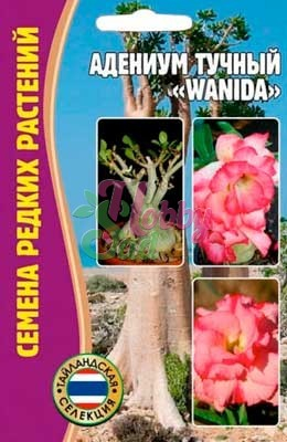 Цветы Адениум Ванида (Wanida) (3 шт) ЭКЗОТИКА Комнатные