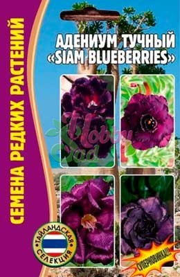 Цветы Адениум Сиам Блюберирис (Siam Blueberries) (3 шт) ЭКЗОТИКА Комнатные