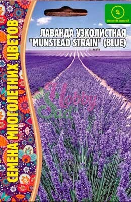Цветы Лаванда Мюнстед Стрэйн(Munstead Strain) узколистная компактная (30 шт) ЭКЗОТИКА