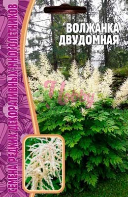 Цветы Волжанка двудомная (25 шт) ЭКЗОТИКА