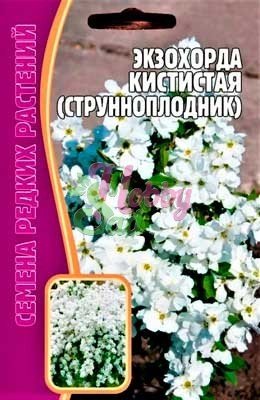 Цветы Экзохорда кистистая (струнноплодник) (7 шт) ЭКЗОТИКА