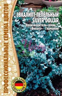 Цветы Эвкалипт Сильвер Доллар пепельный (Silver Dollar) (5 шт) ЭКЗОТИКА