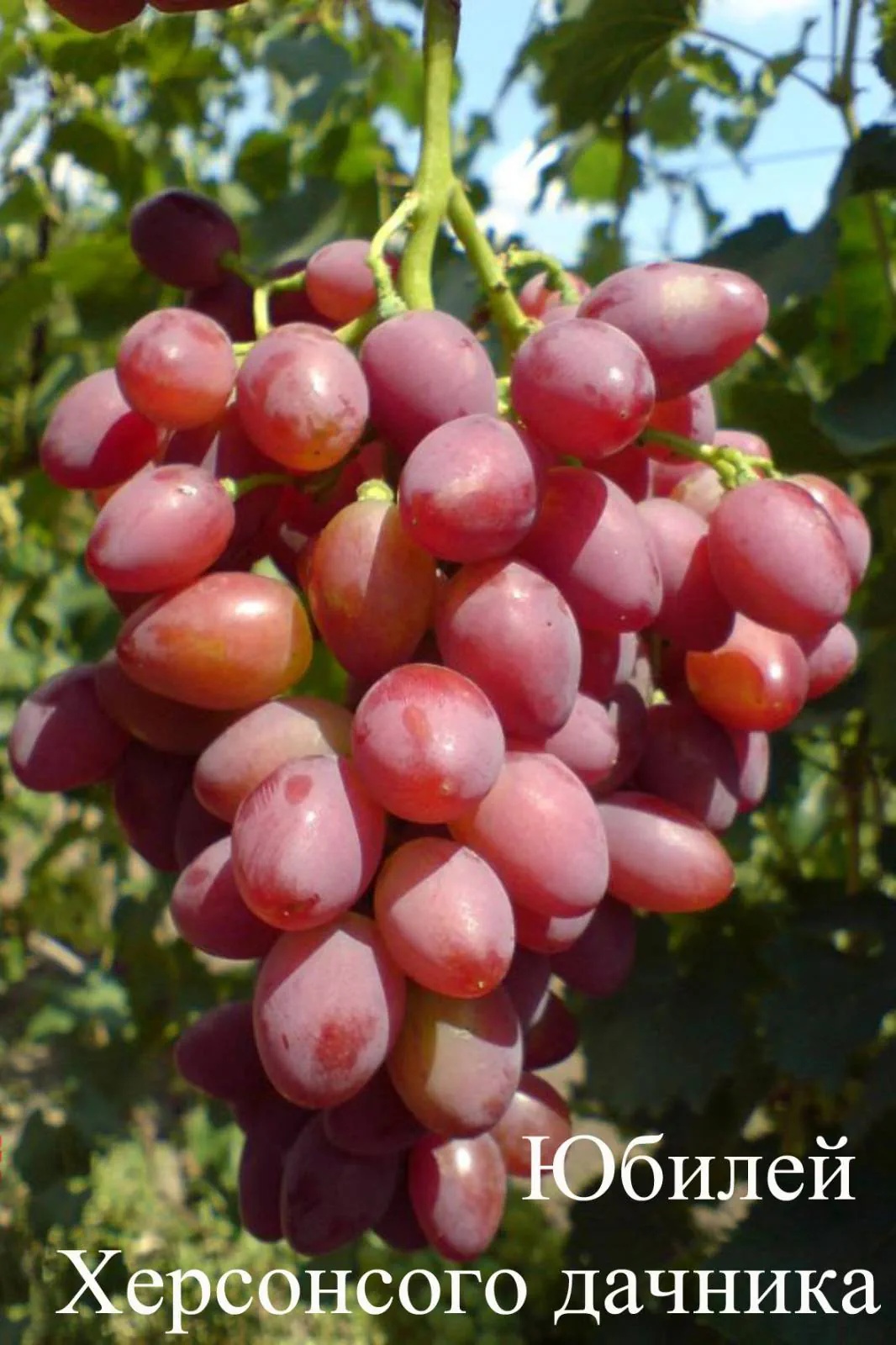 сорт винограда юбилей новочеркасска фото