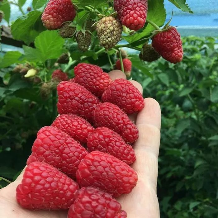 Малина ремонтантная нижегородец. Сорт малины нижегородец. Сорт малины нижегородец. Сорт малины новгородец. Малина сорт нижегородец отзывы.