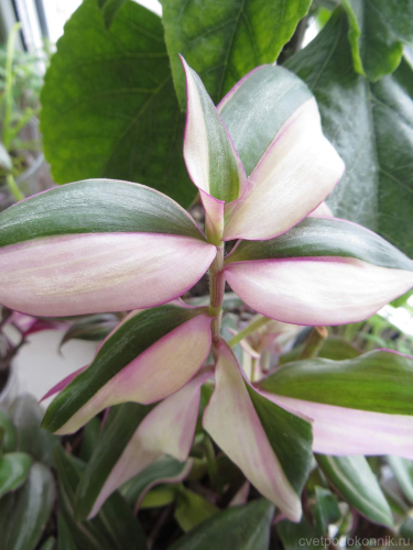 Традесканция Thai Variegata