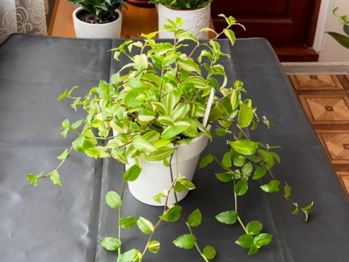 Традесканция Yellow hill