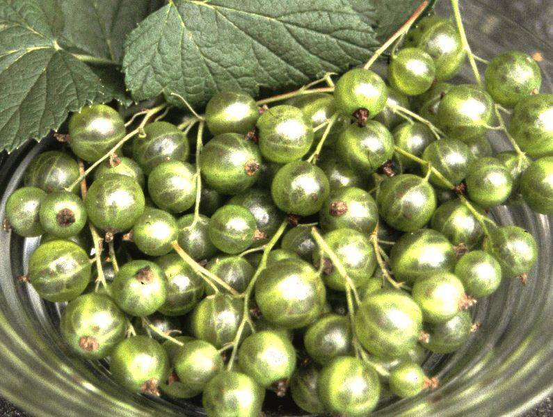 Смородина Изумрудное ожерелье