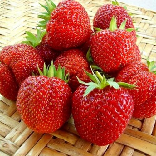 Клубника Пандора