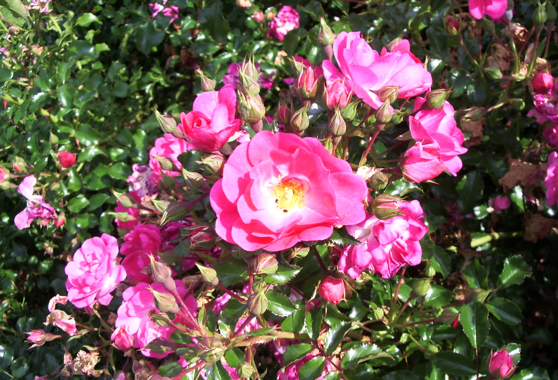 Роза Neon (флорибунда)