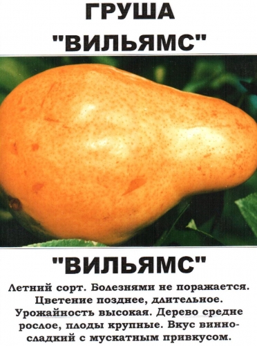 Груша Вильямс (в тубе)