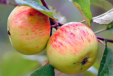 Яблоня домашняя Коричное Полосатое (в тубе)