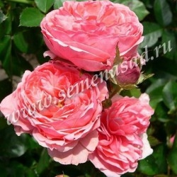 Роза флорибунда Кимоно (лососево-розовый)