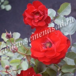Роза флорибунда Лили Марлен (красный)