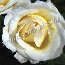 Роза чайно-гибридная Шопен (кремово-белый)