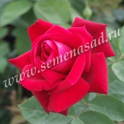 Роза чайно-гибридная Крайслер Империал (темно-красный)