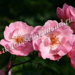 Роза парковая Мархенланд (светло-розовые с лососево-оранжевым оттенком)