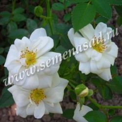 Роза миниатюрная Вайт Кове (белый)
