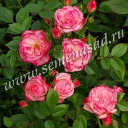 Роза почвопокровная Фэйри (розовый)