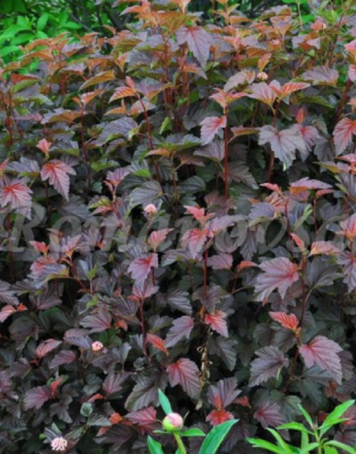 Пузыреплодник калинолистный Шух 1 шт