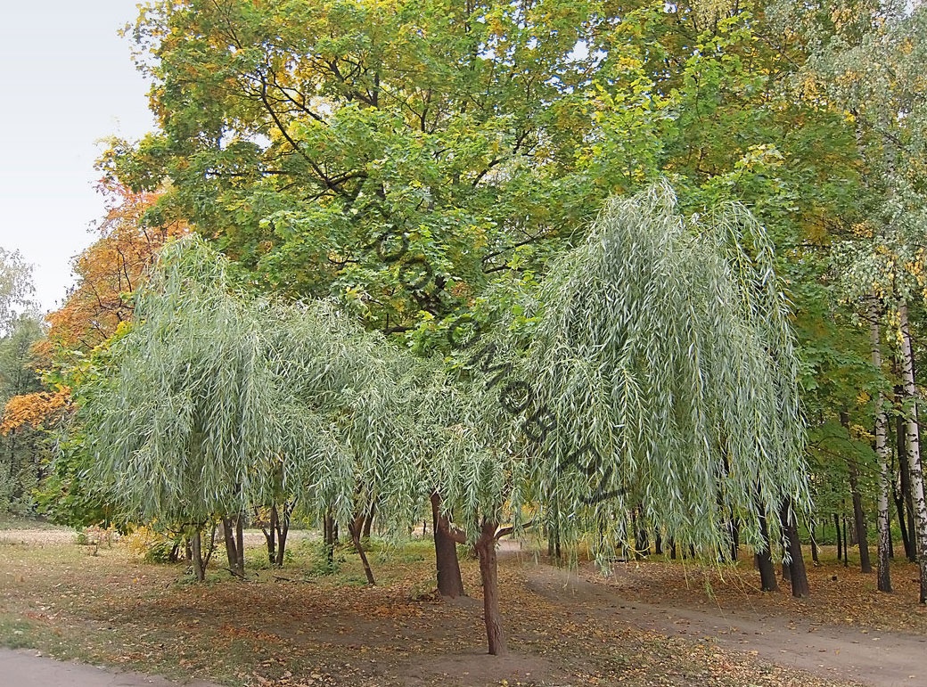 Лапчатка катерина дукс описание и фото