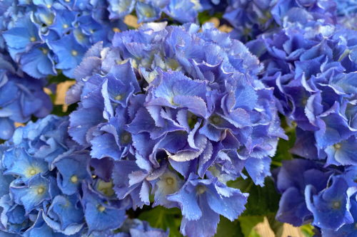 Гортензия к. Блю Баллад (Hydrangea macrophylla Music Collection Blue Ballad)