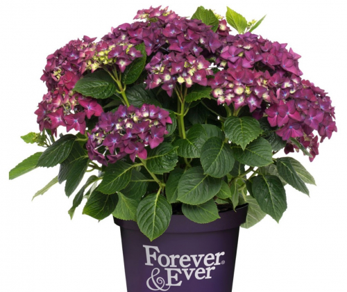 Гортензия к. Форевер Энд Эвер Пурпл (Hydrangea macrophylla Forever & Ever purple)