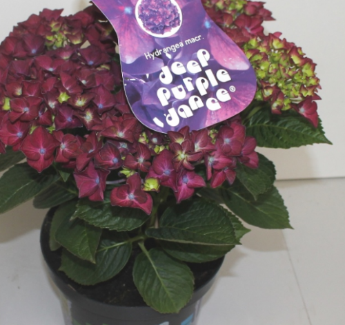 Гортензия к. Дип Пёрпл Дэнс (Hydrangea macrophylla Music Collection Deep Purple Dance)