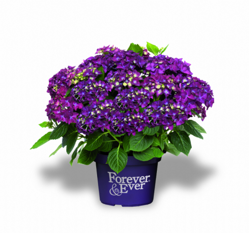 Гортензия к. Форевер Энд Эвер Пурпл (Hydrangea macrophylla Forever & Ever purple)