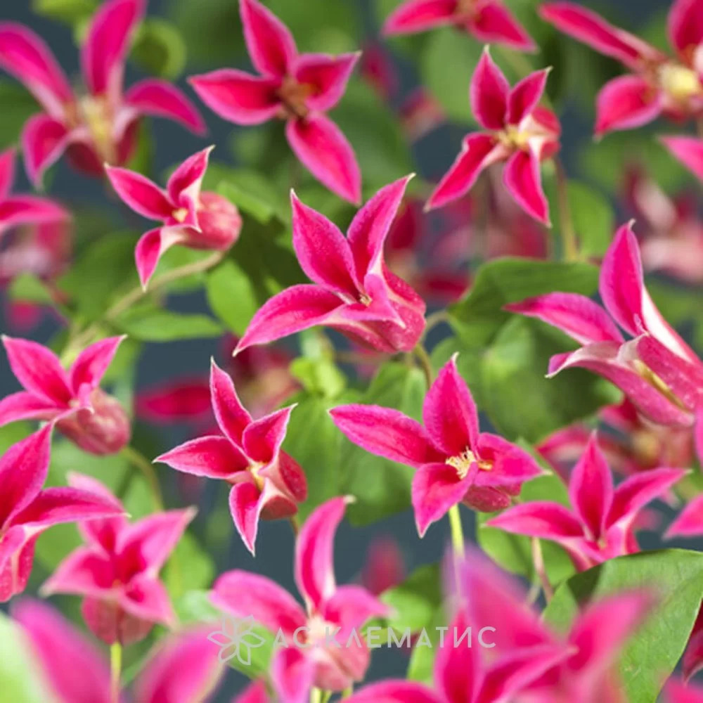 Клематис diana. Клематис diana. Клематис хэппи диана. Клематис техасский принцесса диана. Клематис ботанический принцесса диана.