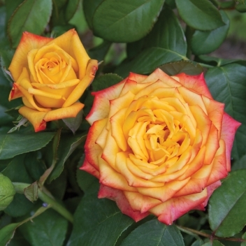Rosa (Роза) Girandola C5