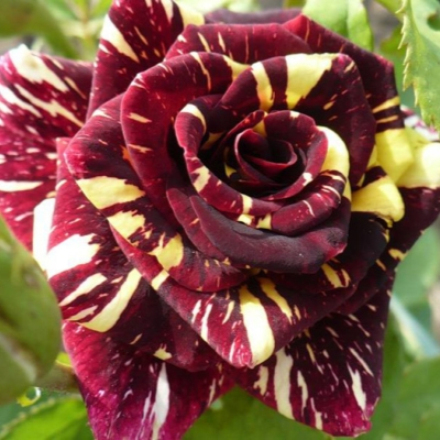 Rosa (Роза) Abracadabra C5