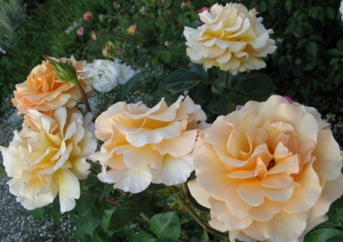 Rosa (Роза) Garden Glory (HAR) C5