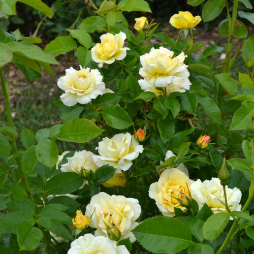 Rosa (Роза) Centenaire de Lourdes Blanc (DEL) C5