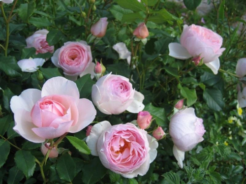 Rosa (Роза) Hermitage (NIR) C5