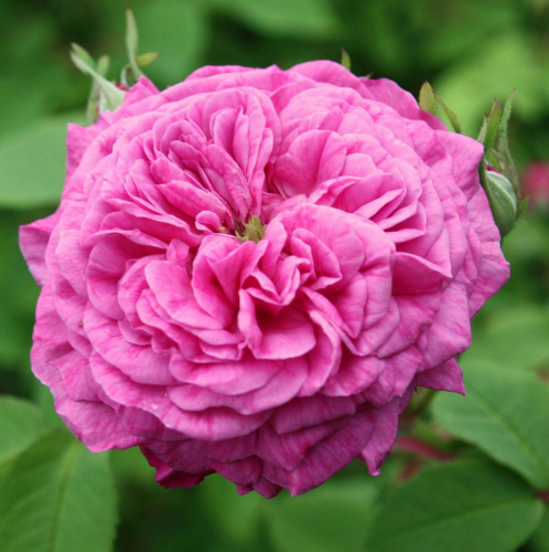 Rosa (Роза) centifolia muscosa C5