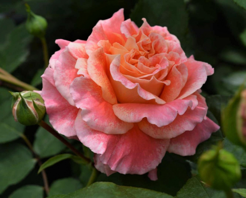 Rosa (Роза) Chateau de la Galoisiere C5