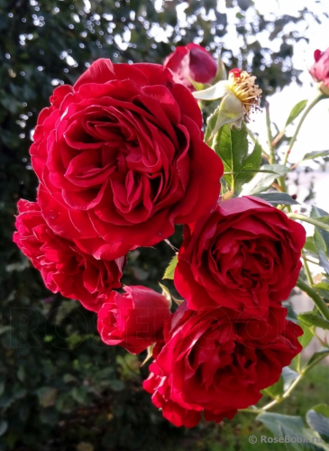 Rosa (Роза) Cumberland (HAR) C5