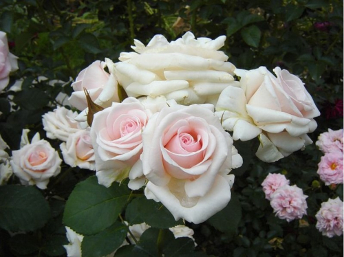 Rosa (Роза) Belmonte (HAR) C5