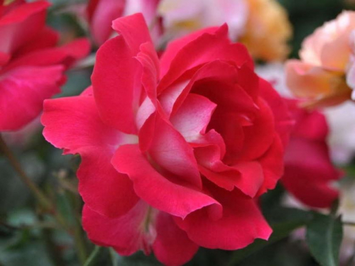 Rosa (Роза) Bordure Vive C5