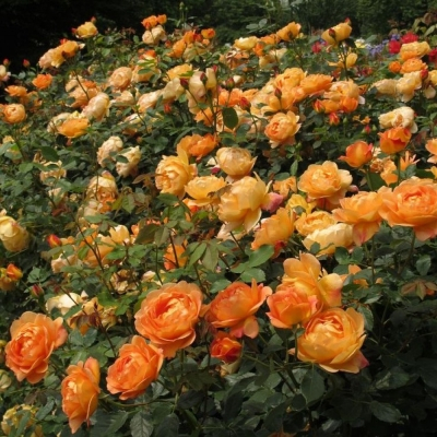 Rosa (Роза) Apricot Bells C5
