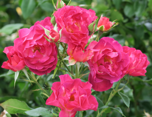 Rosa (Роза) Ils de Fleurs C5