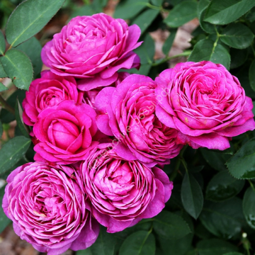 Rosa (Роза) Haidee C5