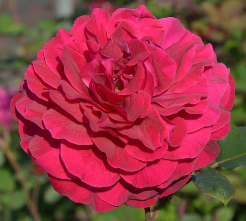 Rosa (Роза) Bellevue C5