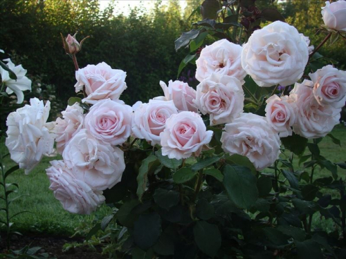 Rosa (Роза) Belmonte (HAR) C5