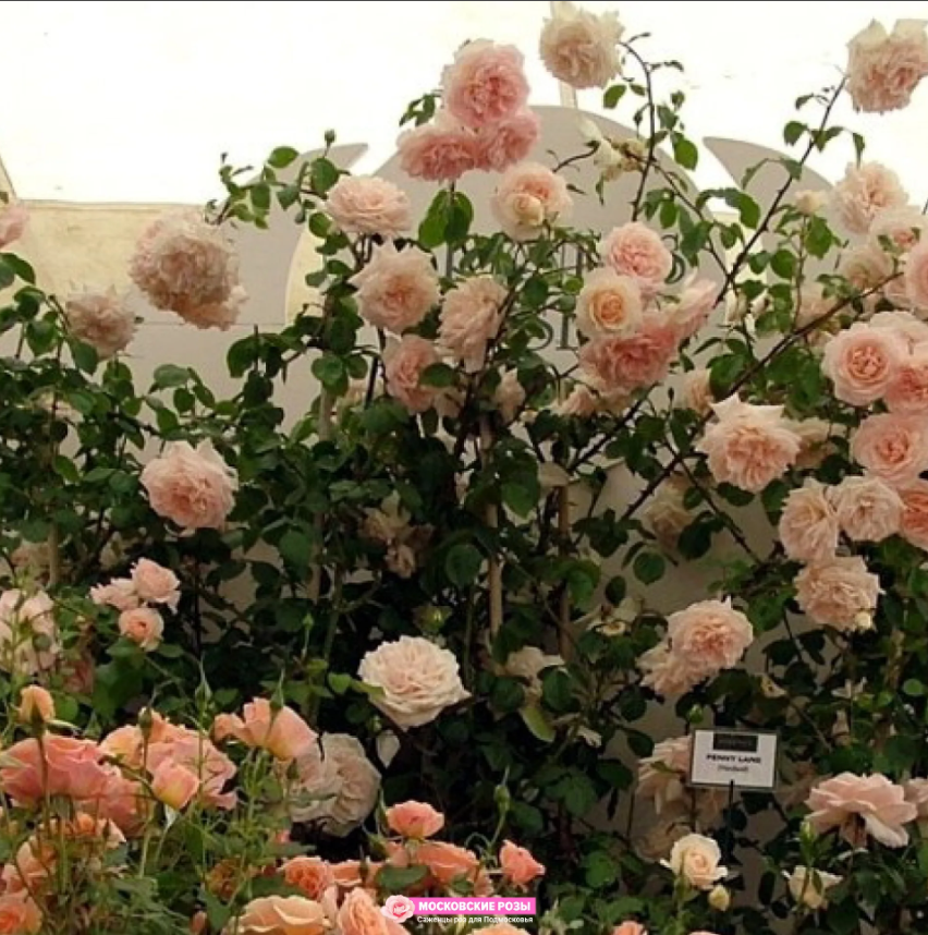 Розы Купить В Питомниках Московской Области