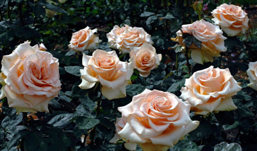 Bogini Tajemnice życia I śmierci Marilyn Monroe Rosa (Роза) Marylin Monroe (WEK) C5. Остаток шт 1