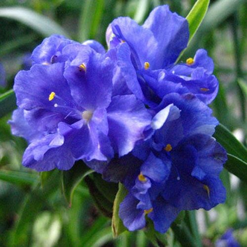 Традесканция Plena (caerulea) *3 C2
