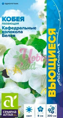 Цветы Кобея Кафедральные колокола белая (5 шт) Семена Алтая серия Вьющиеся растения