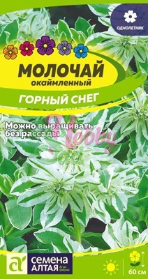 Цветы Молочай Горный снег окаймленный (0,5) Семена Алтая